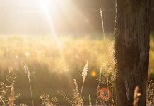 Rast temperature do 1. jula