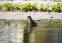 Vrhunac toplotnog talasa, danas i do 40 stеpеni