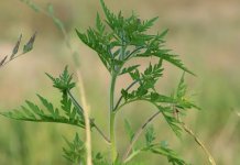 Intenzivne kontrole uništavanja ambrozije od jula do kraja septembra