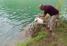 Drina poribljena pastrmkom i šaranom