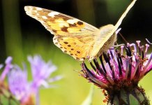 Danas sunčano i veoma toplo, do 38 stepeni