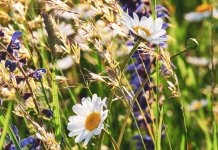 Данас веома топло, крајем дана понегдје киша