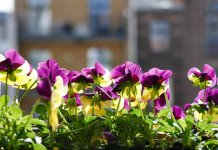 Konkurs za izbor najljepšeg dvorišta i balkona