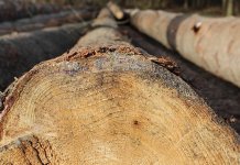 Lice sa Pala zatečeno u krađi šume