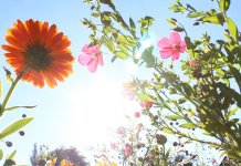 Sutra sunčano i još toplije