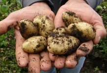 Prinosi zbog suše umanjeni