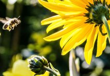 Danas i do 39 stepeni, poslije podne moguće lokalne nepogode