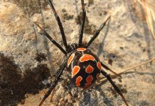 Prvi slučaj ujeda crne udovice u Trebinju