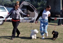 Održana Treća međunarodna izložba pasa