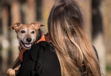 Držanje i izvođenje kućnih ljubimaca u skladu sa propisima