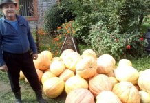 Manjova bundeva nikad ne izda