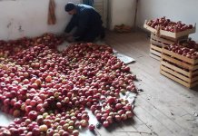 Milan Gagović časti sugrađane jabukama