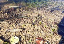 Poribljene Bioštica i Kaljina