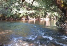 Masovno uginuće ribe na ušću Prače i Rakitnice