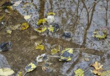 Sutra povećanje oblačnosti, uveče kiša