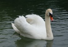 Ptičji grip potvrđen u Republici Srpskoj