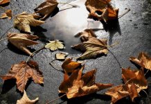 Novembar uglavnom kišovit, temperatura uobičajena za ovo doba godine