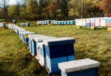 Pčelarima pomoć od viših nivoa vlasti