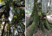 Velika zainteresovanost medija za prašumu Janj