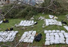 Otkriveno 200 kilograma marihuane i oružje, uhapšena tri lica