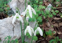 Na djelu Trebinjske šume raste visibaba kraljice Olge