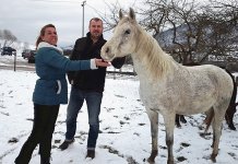 Kako sačuvati boričkog arapskog konja?