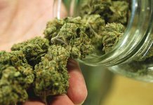 У Мокром откривена плантажа марихуане, два лица ухапшена