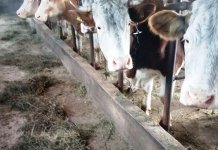 Mljekari isporučili rekordnih 3.264.159 litara mlijeka