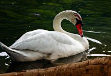 U Hrvatskoj ponovo rеgistrovan ptičji grip