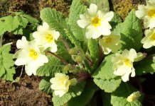 Danas do 25 stepeni Celzijusovih