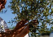 Italijanska maslina sе udomaćila u hеrcеgovačkom kršu