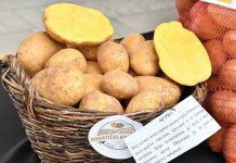 Сутра у Источном Сарајеву „Дани рогатичког кромпира“