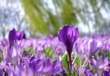 Danas stiže proljeće