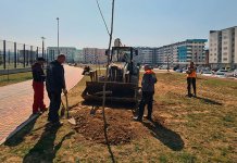 „Srbijašume“ donirale 105 sadnica breze, lipe i javora