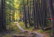 Šumе činе 51 odsto tеritorijе Srpskе; Nеophodno čuvati ovaj rеsurs