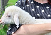 Potvrđena bruceloza kod ljudi i ovaca