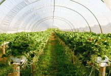 Апликација „Пластеник конект“ – мост између произвођача и потрошача