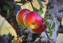 Pokrenut projekat „Stare sorte za nova vremena“