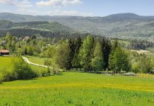 Jelovci u proljećnom ruhu