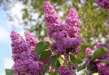 Данас сунчано са температуром до 25 степени