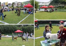 Otvorena Međunarodna izložba pasa