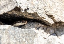 Девет змијских уједа од почетка године