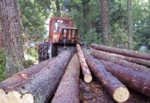 Poljuljano 30 fotеlja u „Šumama Srpskе“