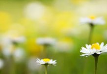 Narednih dana toplo, povremeno sa pljuskovima