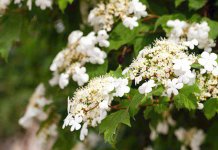 Sutra toplo, popodne povremeni pljuskovi sa grmljavinom