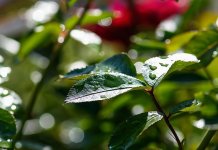 Sutra malo niža temperatura i pljuskovi