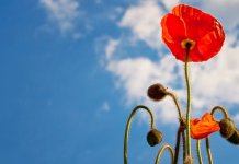 Tokom dana očekuje se postepeno razvedravanje