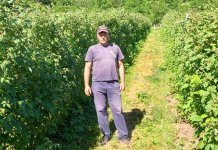 Došlo vrijeme malina