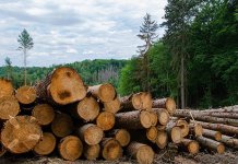 Oduzeta veća količina drvnih sortimenata