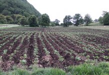 Rod krompira obećavajući